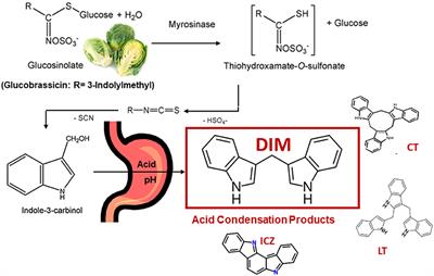 Indoles Derived From Glucobrassicin: Cancer Chemoprevention by Indole-3-Carbinol and 3,3'-Diindolylmethane